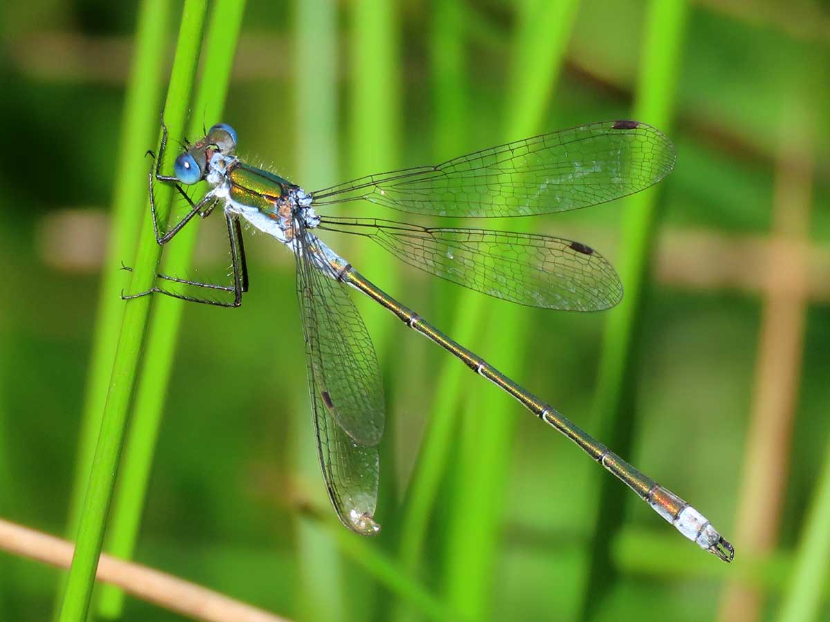 Lestes_sponsa